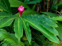 Blätterkranz umgibt rosafarbene Ingwerblüte